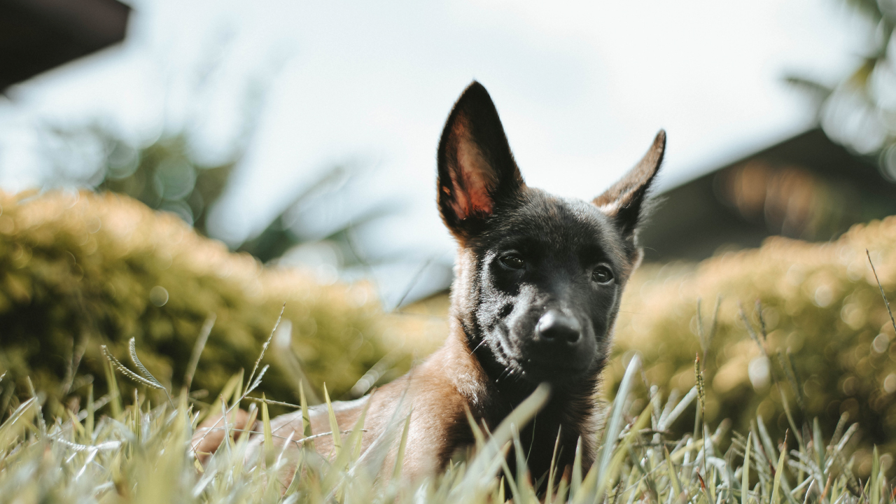 5-TIPS-PARA-TU-PERRITO