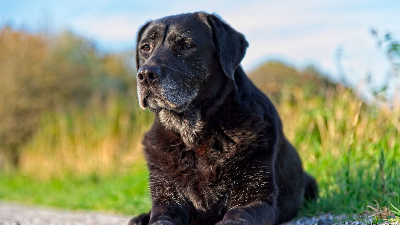 como-alimentar-mi-perrito-mayor-de-7-años
