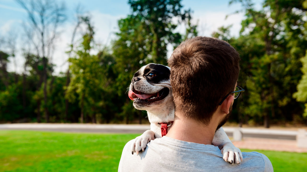 como-deben-alimentarse-los-perritos-cachorros